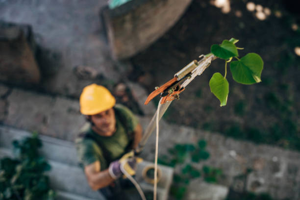 How Our Tree Care Process Works  in Dublin, PA